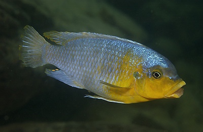 Petrotilapia sp. 'yellow chin' Nakantenga Island